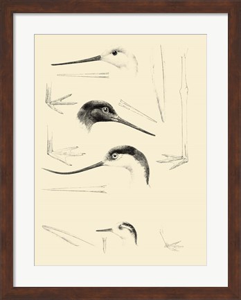 Framed Waterbird Sketchbook V Print
