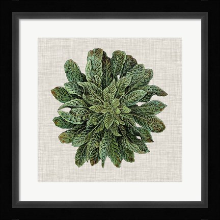 Framed Spherical Leaves I Print