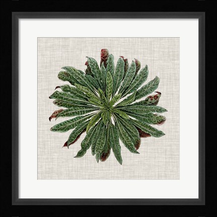 Framed Spherical Leaves II Print