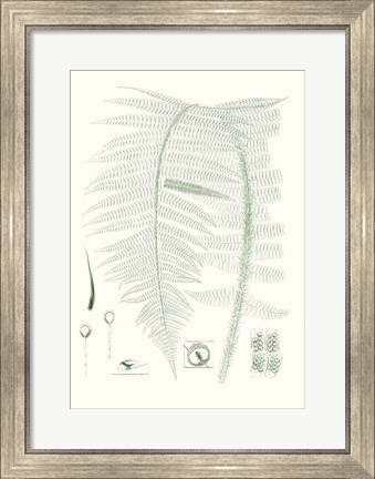 Framed Verdure Ferns IX Print