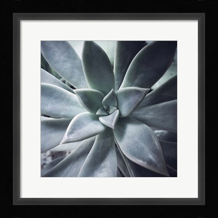 Framed Succulent Life Print