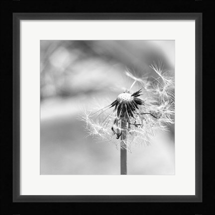 Framed Blown Away Print