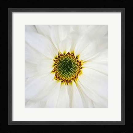 Framed Center of Attention Print