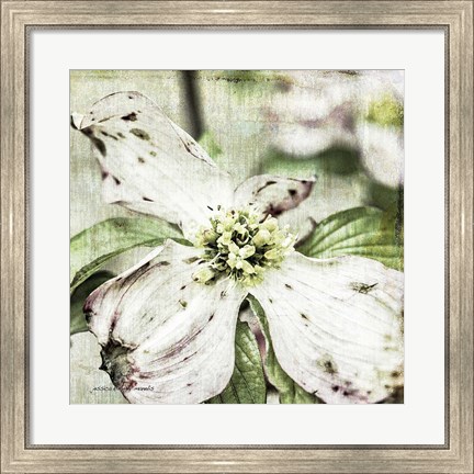 Framed Dogwood Floral Print