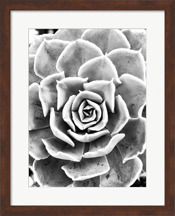 Framed Peace Love &amp; Succulent black and white Print