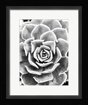 Framed Peace Love &amp; Succulent black and white Print