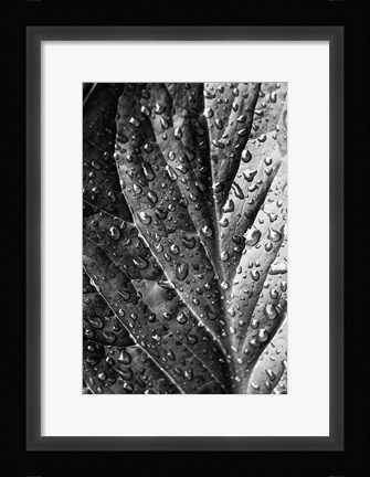 Framed Such a Morning Print