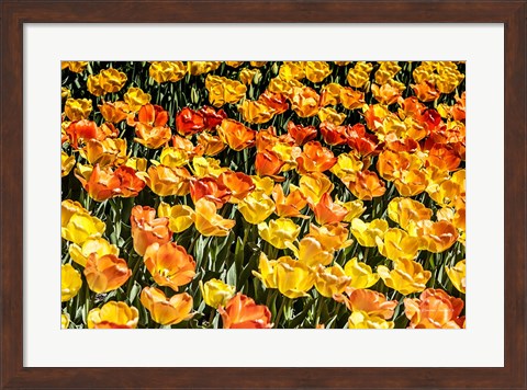 Framed Tulip Wave Print