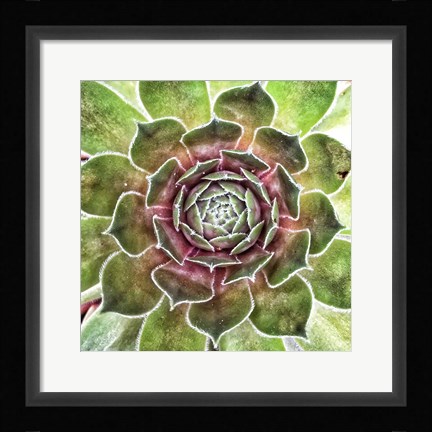 Framed What up Succa Print