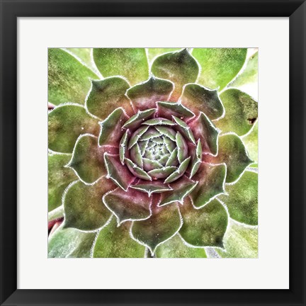 Framed What up Succa Print