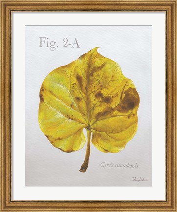 Framed Autumn Leaves on Gray IV-Redbud Print