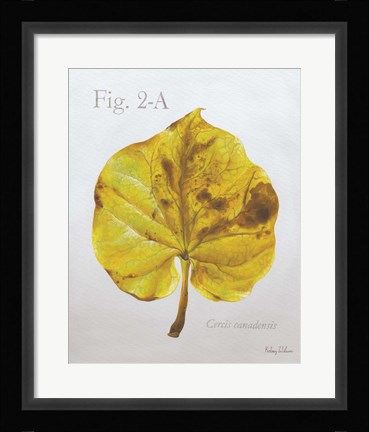 Framed Autumn Leaves on Gray IV-Redbud Print