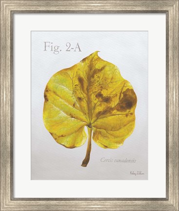 Framed Autumn Leaves on Gray IV-Redbud Print
