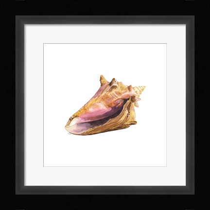 Framed Oceanum Shells White I-Conch Print