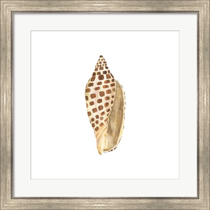 Framed Oceanum Shells White II-Junonia Print