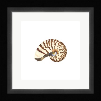 Framed Oceanum Shells White III-Nautilus Print