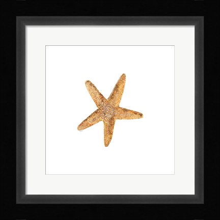 Framed Oceanum Shells White VI-Sea Star Print