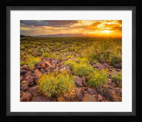 Framed Brittlebush Sunset Print
