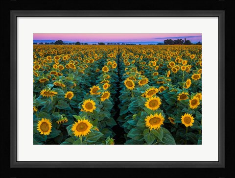 Framed Dawn Sunflowers Print