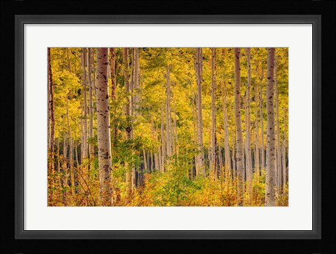 Framed Independence Pass Print