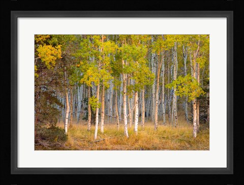 Framed June Lake Aspen Print