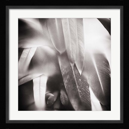 Framed Evergreen No. 4 Print