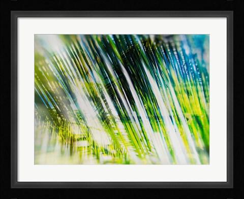 Framed Evergreen No. 6 Print