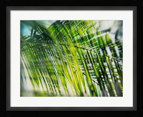 Framed Evergreen No. 8 Print