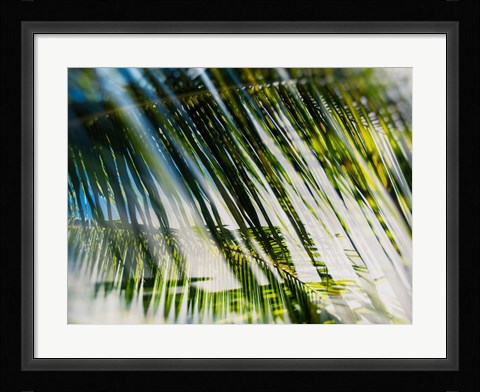 Framed Evergreen No. 10 Print