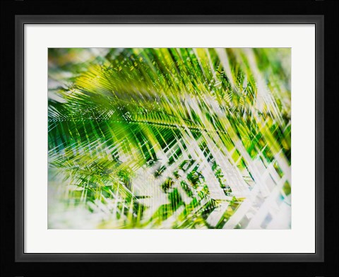 Framed Evergreen No. 11 Print