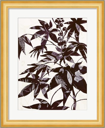 Framed Castor Bean 2 Print