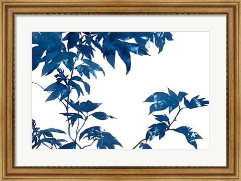 Framed Quercifolia Print
