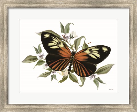 Framed Botanical Butterfly Heliconius Print