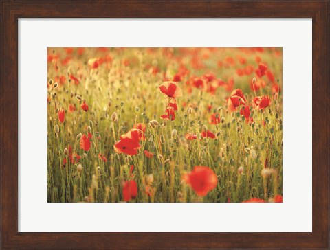 Framed Poppy Field I Print