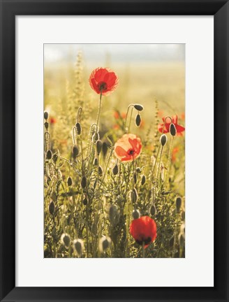 Framed Poppy Field II Print