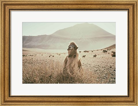 Framed Desert Camel Print