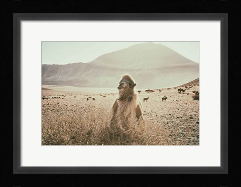 Framed Desert Camel Print