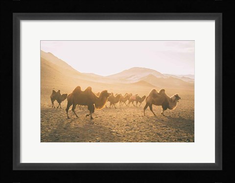 Framed Camels on the Move Print