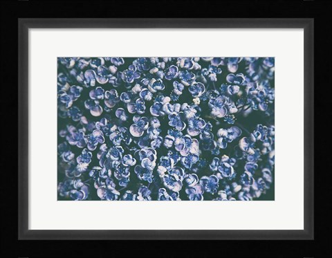Framed Lilac Closeup Print