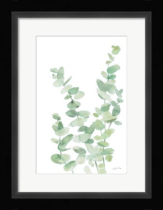 Framed Eucalyptus II Print