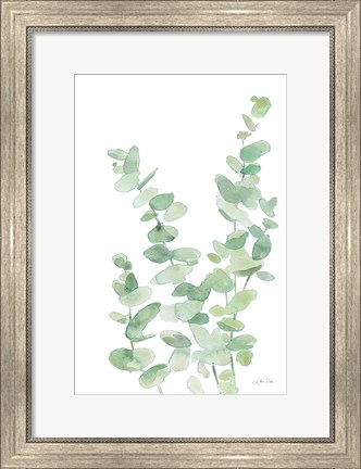 Framed Eucalyptus II Print
