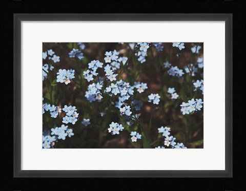 Framed Forget Me Nots I Print