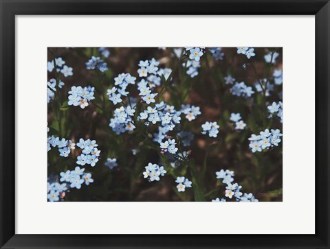 Framed Forget Me Nots I Print