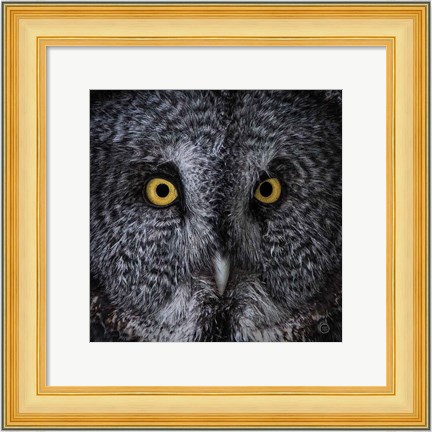 Framed Great Grey Owl Print