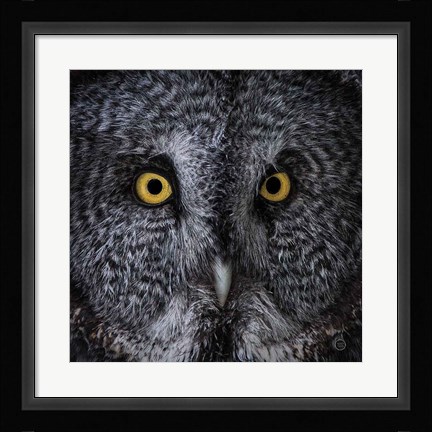 Framed Great Grey Owl Print