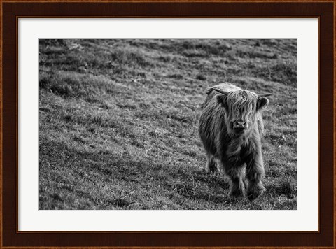 Framed Highland Cow Calf in the Wind Print