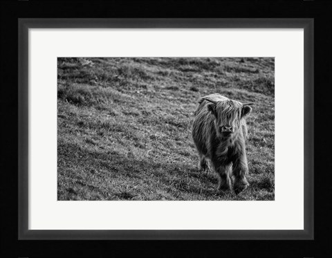 Framed Highland Cow Calf in the Wind Print