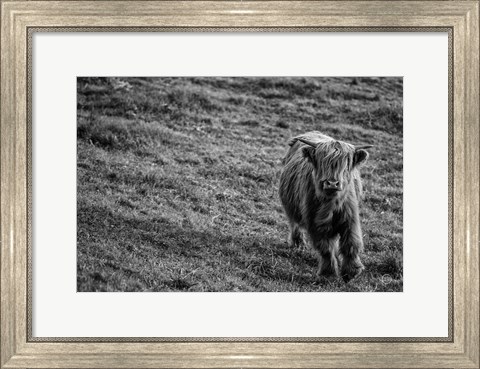Framed Highland Cow Calf in the Wind Print