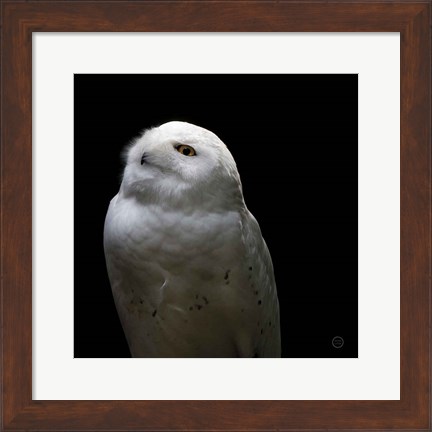Framed Snowy Owl Looks to the Sun Print