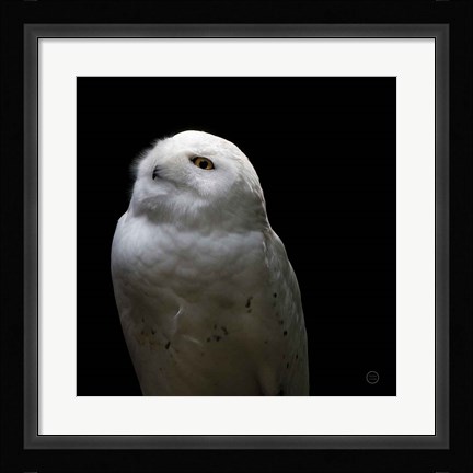 Framed Snowy Owl Looks to the Sun Print